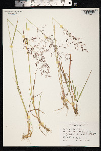 Agrostis gigantea image