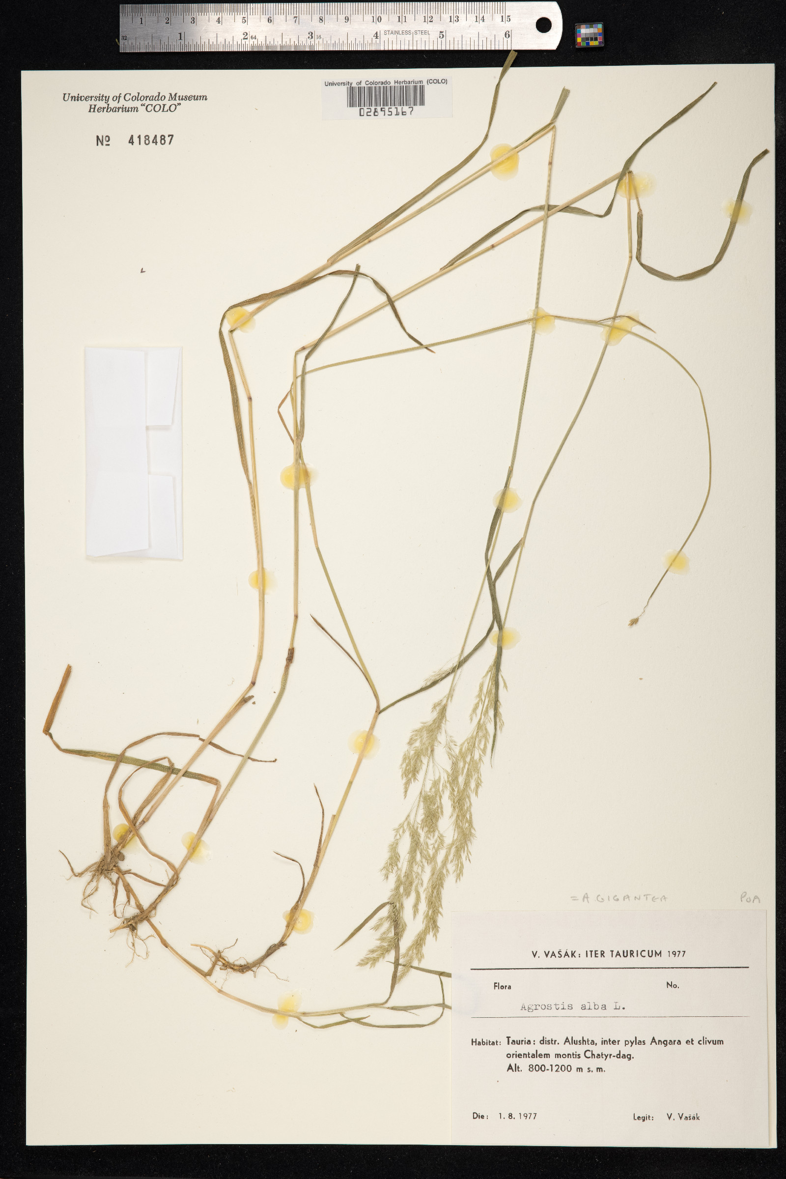 Agrostis gigantea image