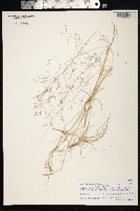 Agrostis gigantea image