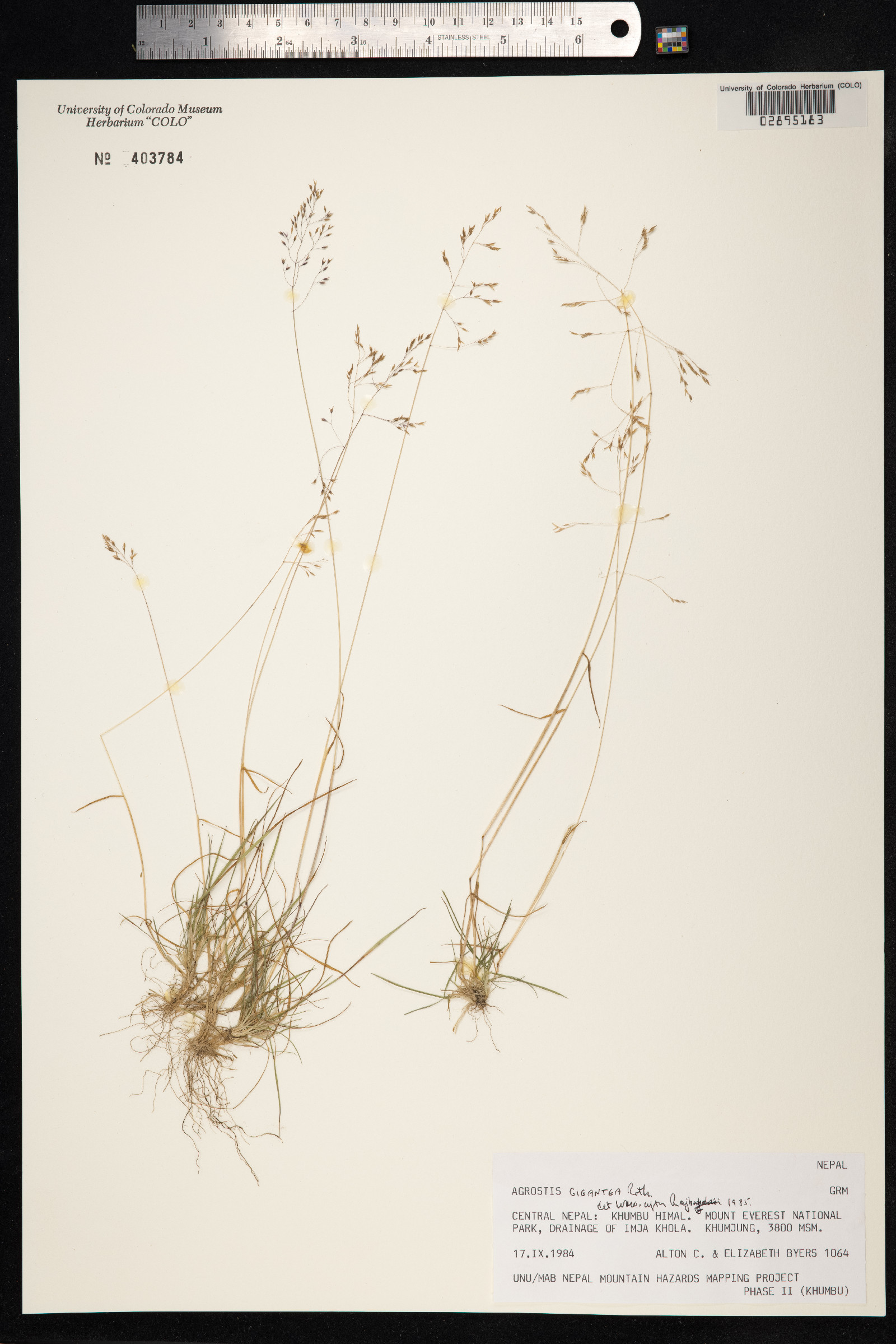 Agrostis gigantea image