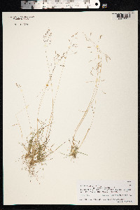 Agrostis gigantea image