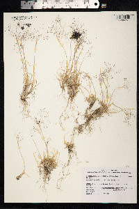 Aciachne pulvinata image