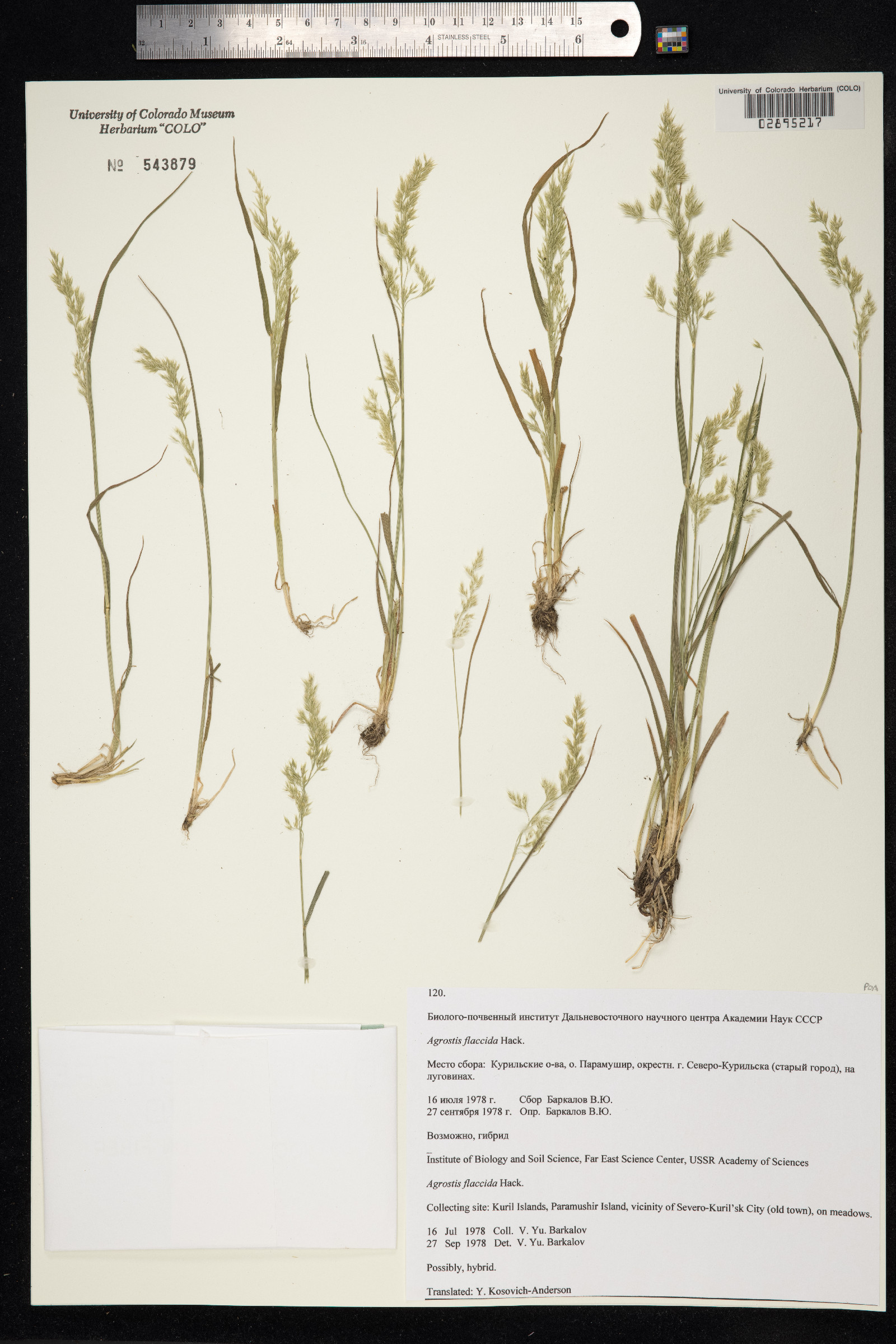 Agrostis flaccida image