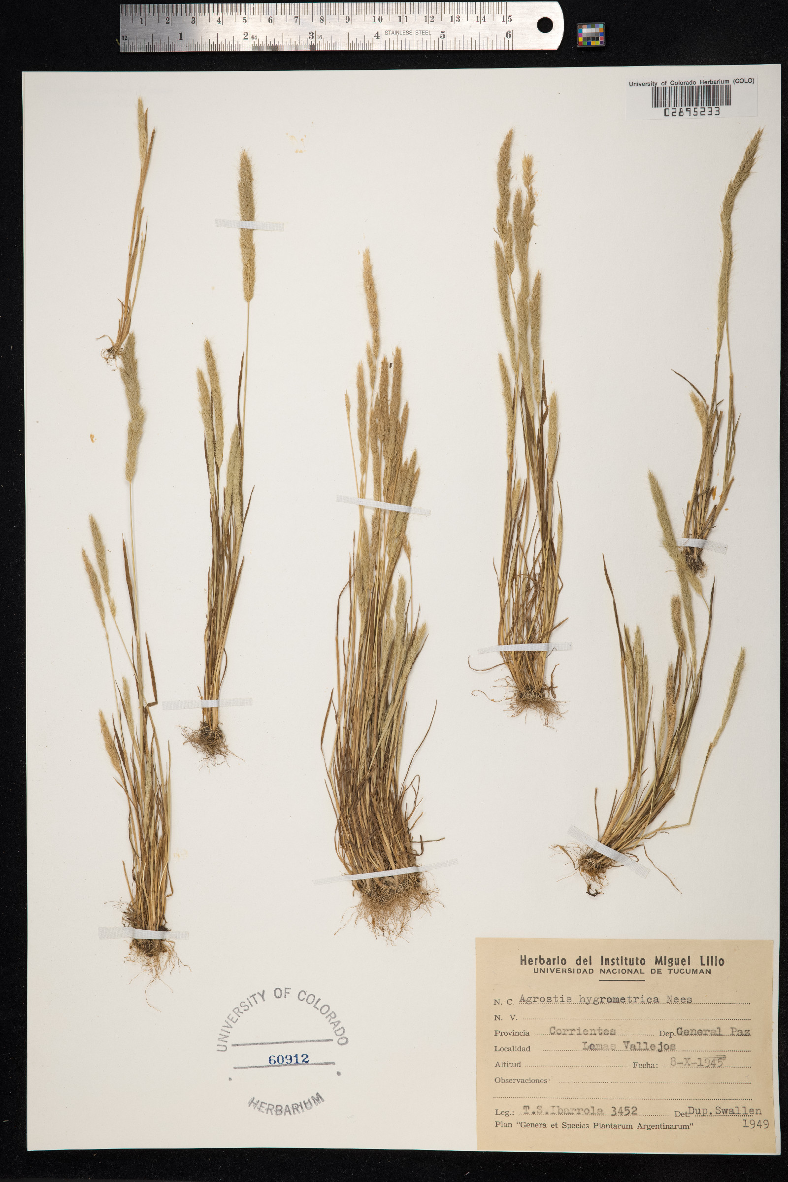 Bromidium image