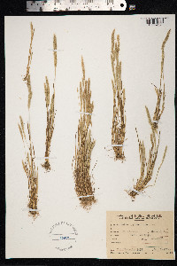 Image of Bromidium hygrometricum