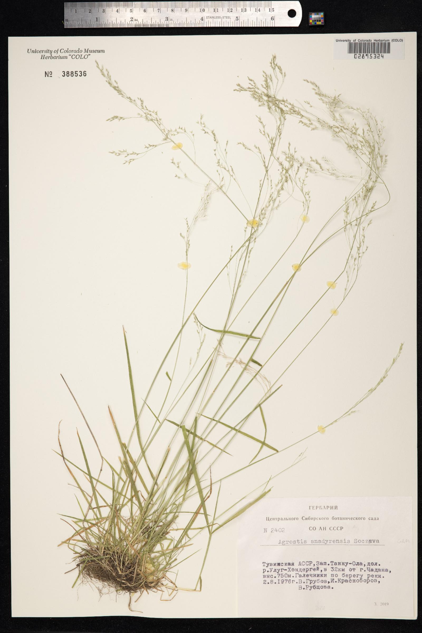 Agrostis anadyrensis image