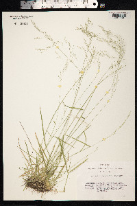 Agrostis anadyrensis image