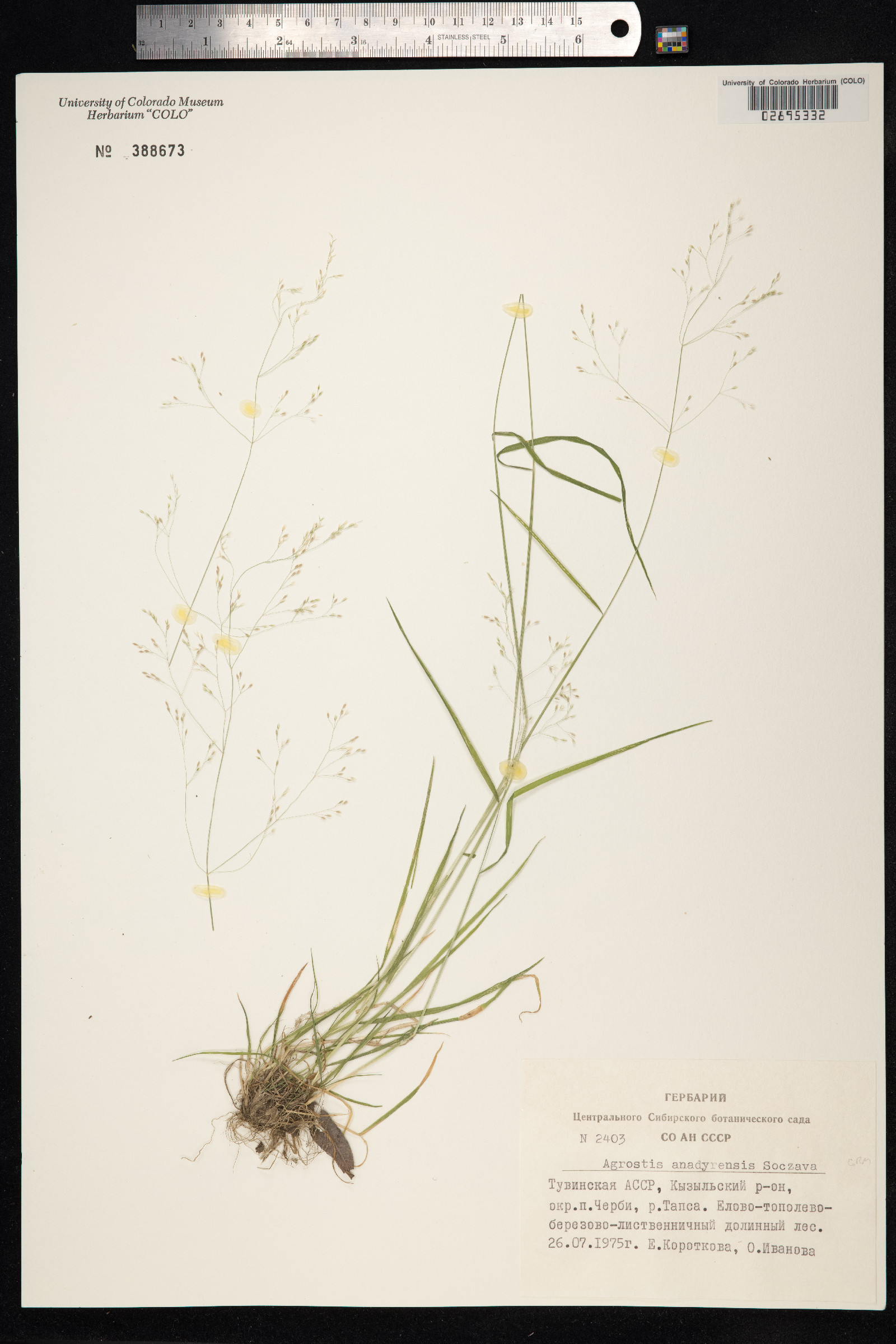Agrostis anadyrensis image