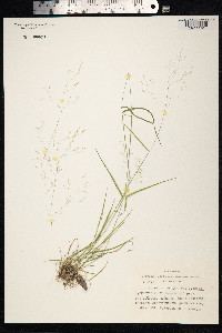 Image of Agrostis anadyrensis