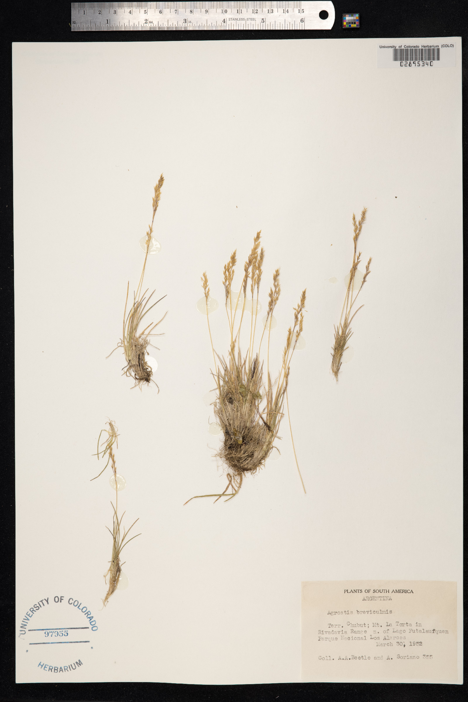 Agrostis breviculmis image