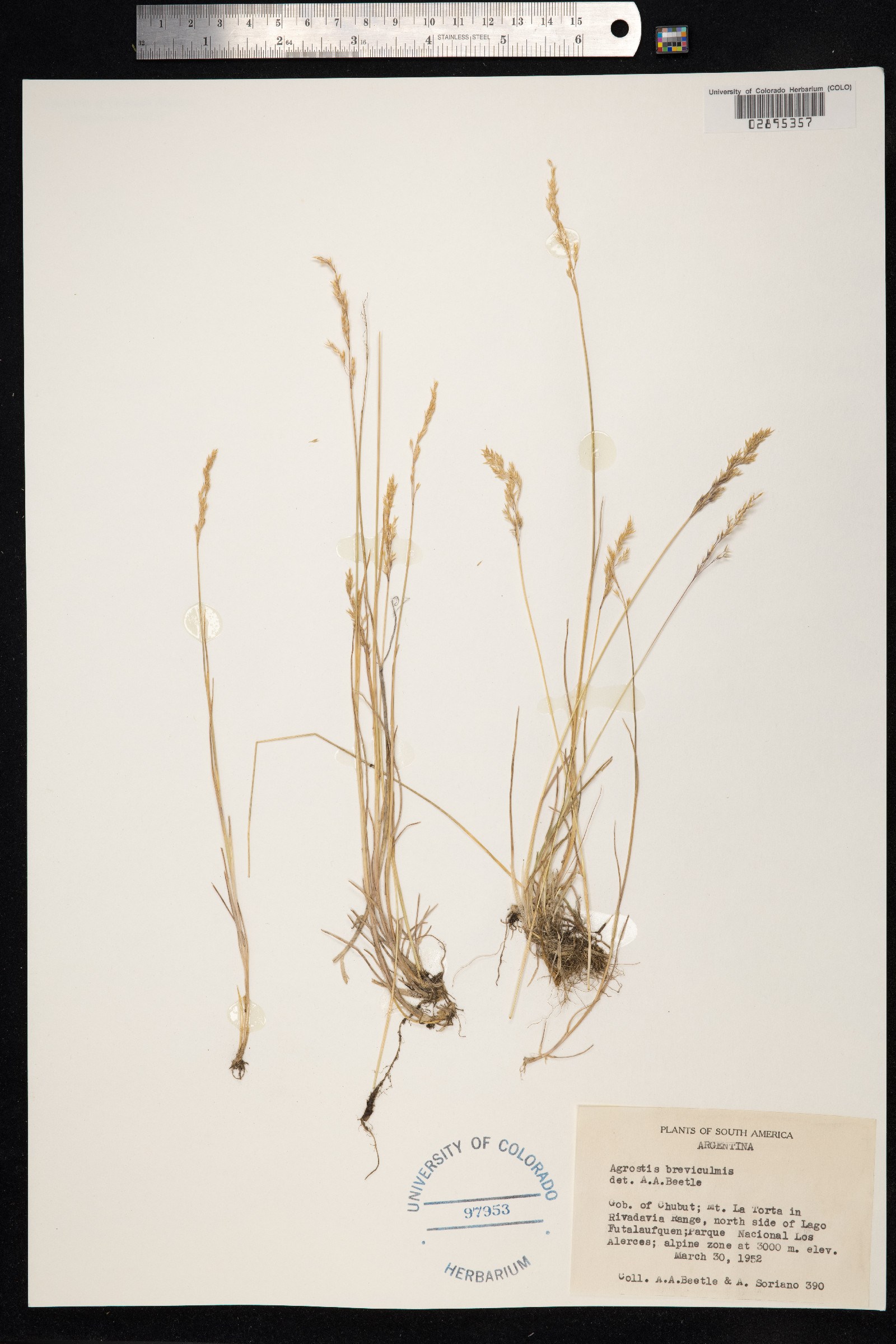 Agrostis breviculmis image