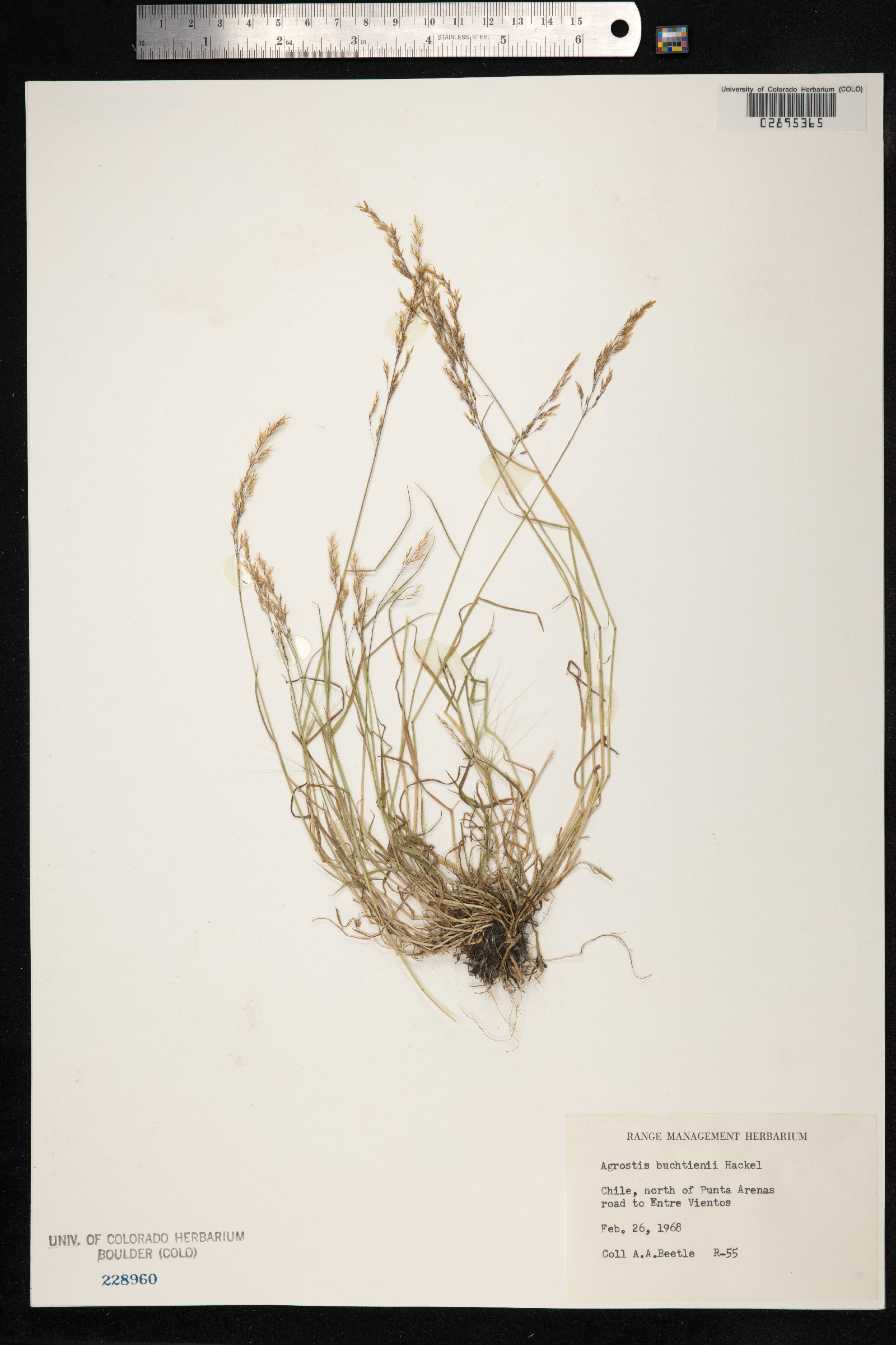 Agrostis vidalii image