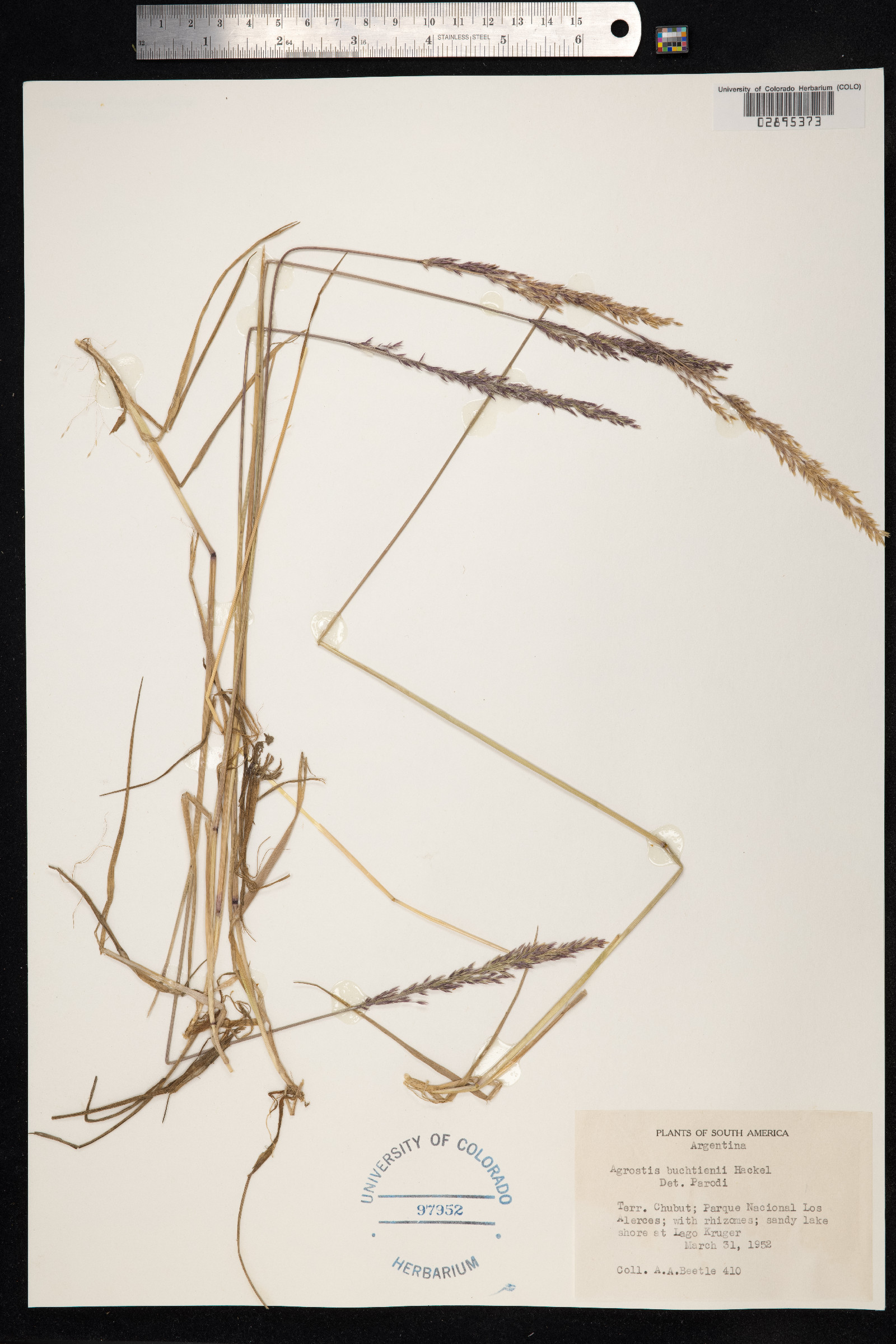 Agrostis vidalii image