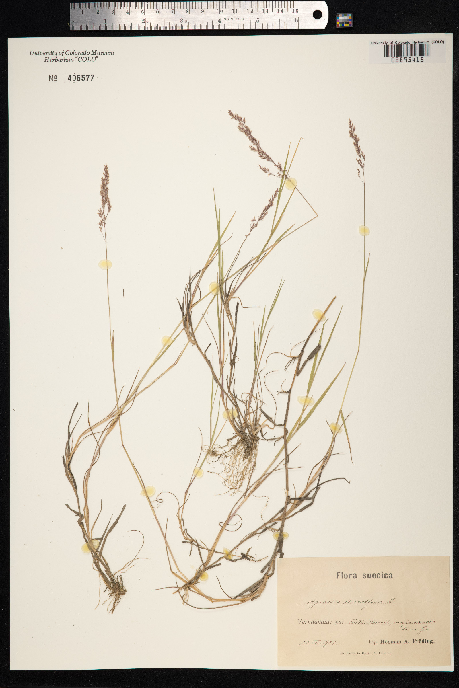 Agrostis image