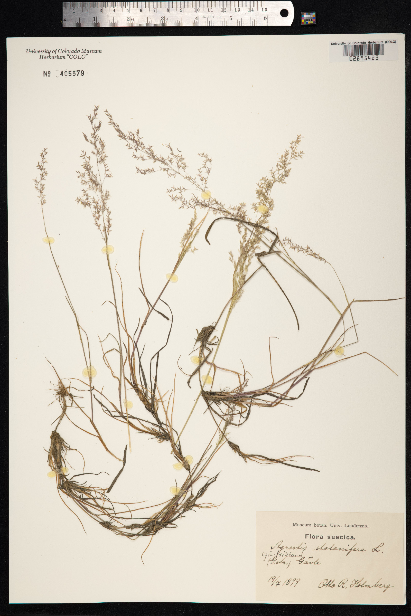 Agrostis stolonifera image