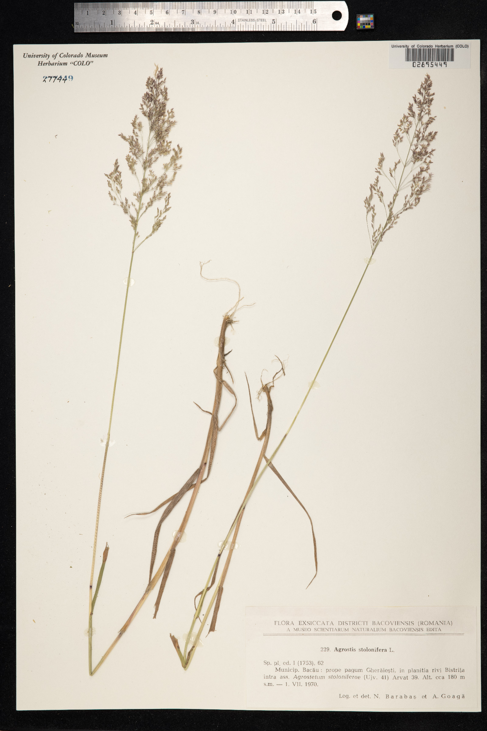 Agrostis stolonifera image