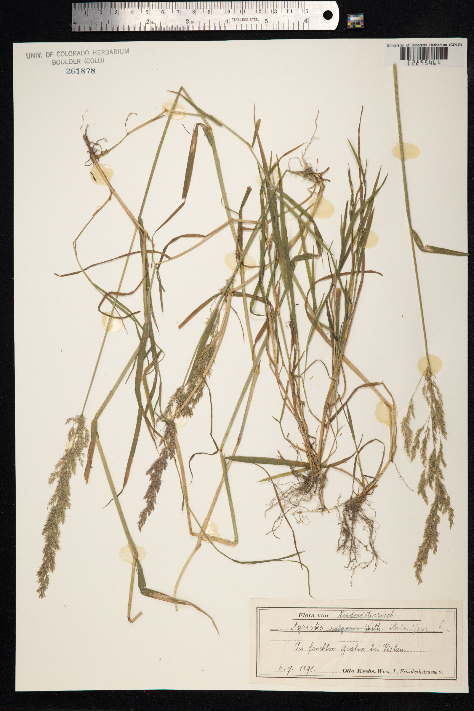 Agrostis stolonifera image