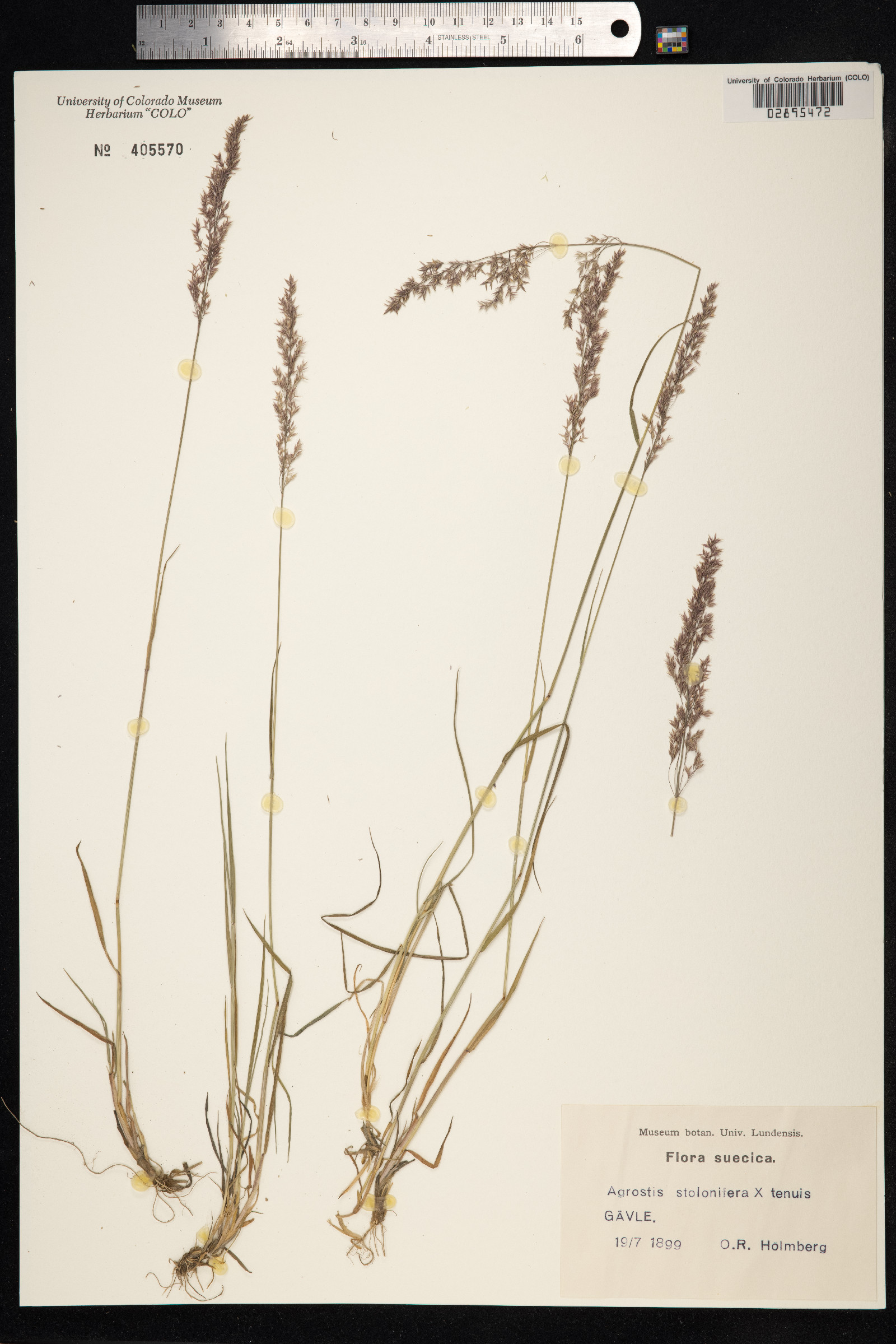 Agrostis stolonifera image