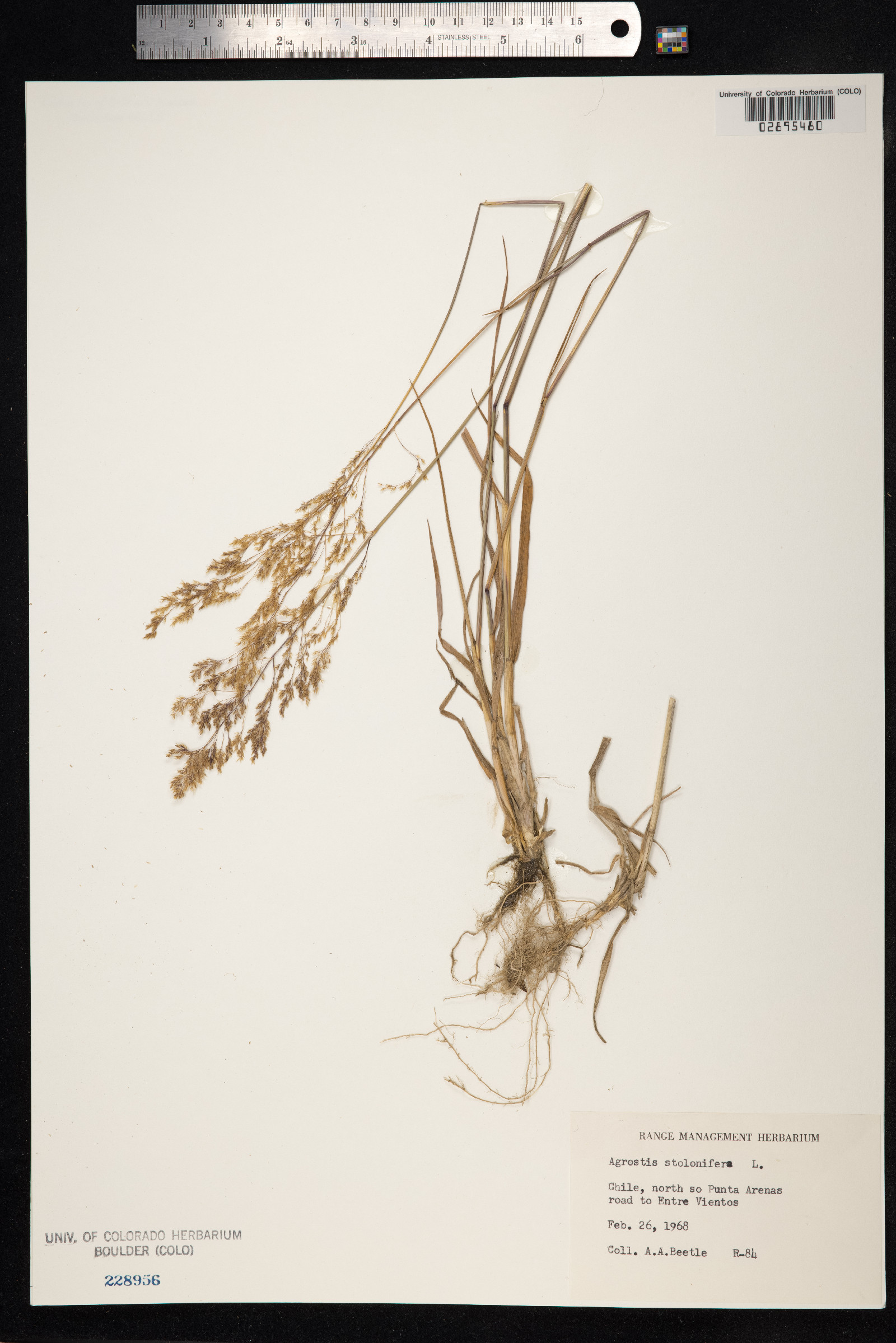 Agrostis stolonifera image
