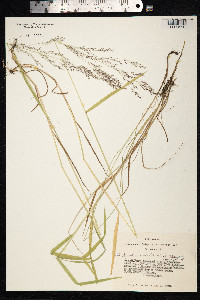 Agrostis vinealis image
