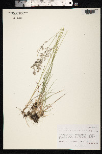 Agrostis vinealis image