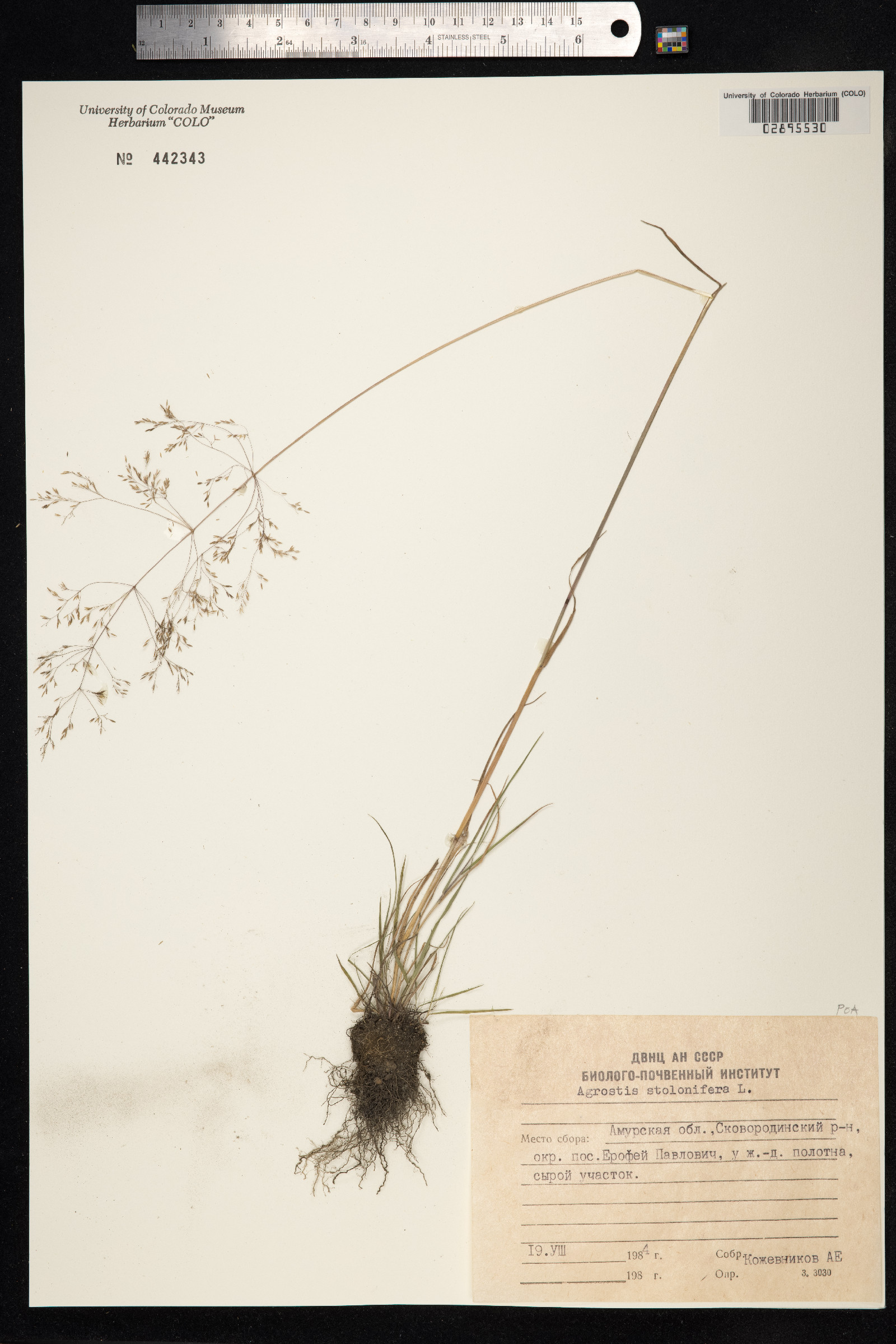 Agrostis stolonifera image