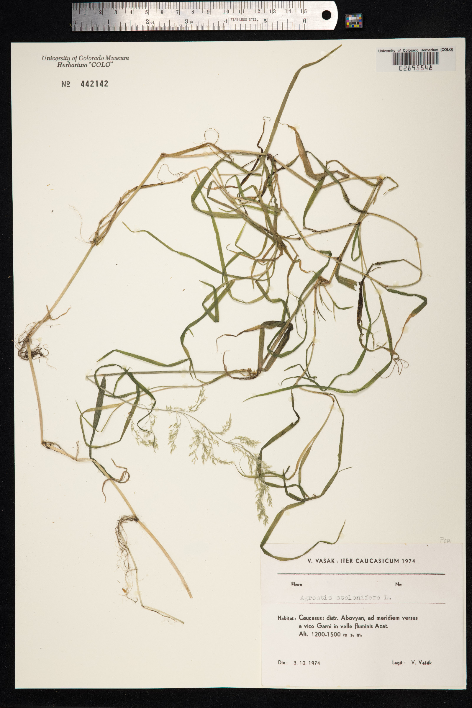 Agrostis image