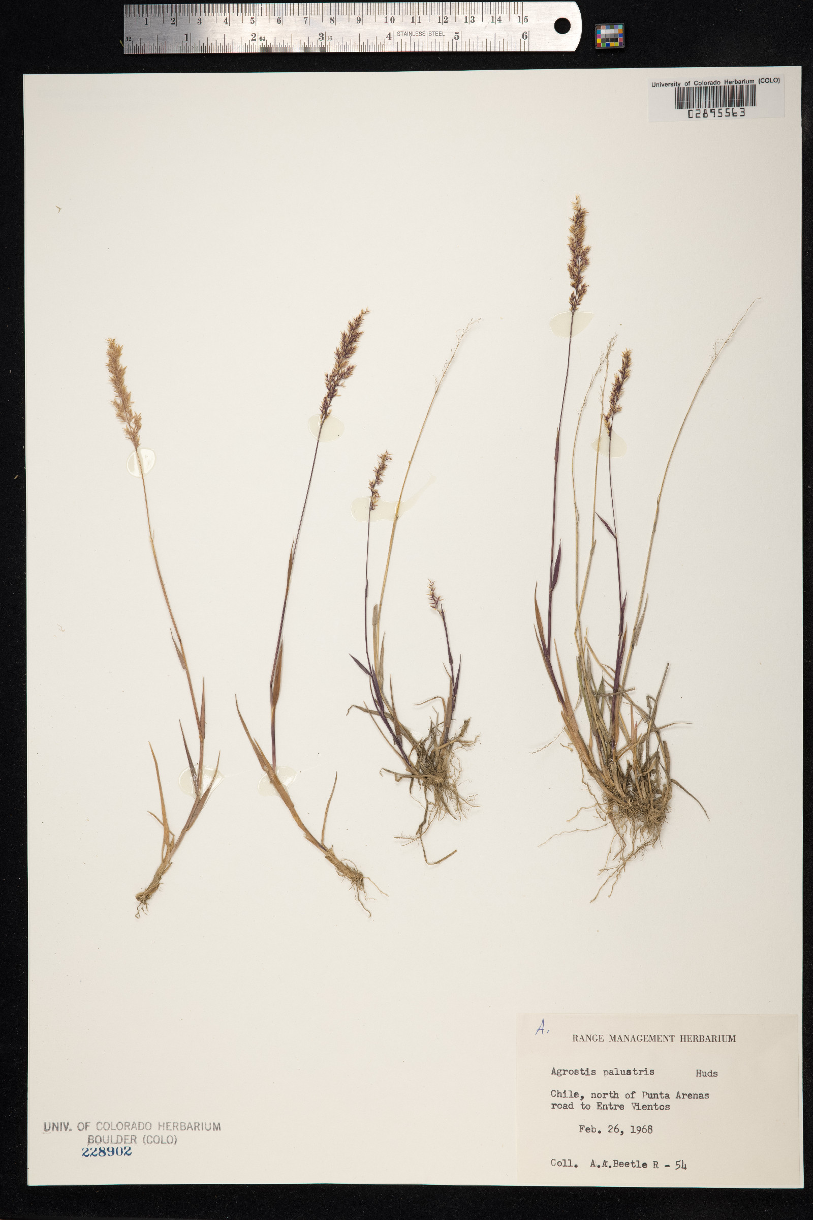 Agrostis stolonifera image