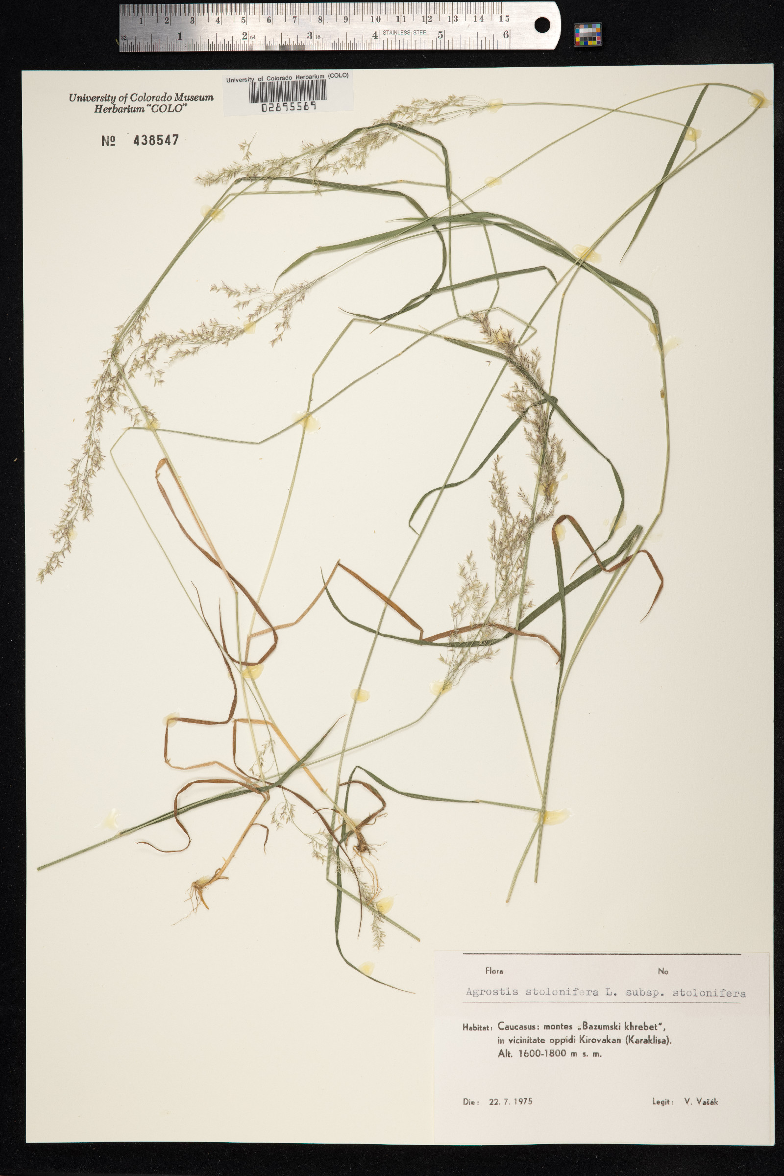 Agrostis stolonifera image