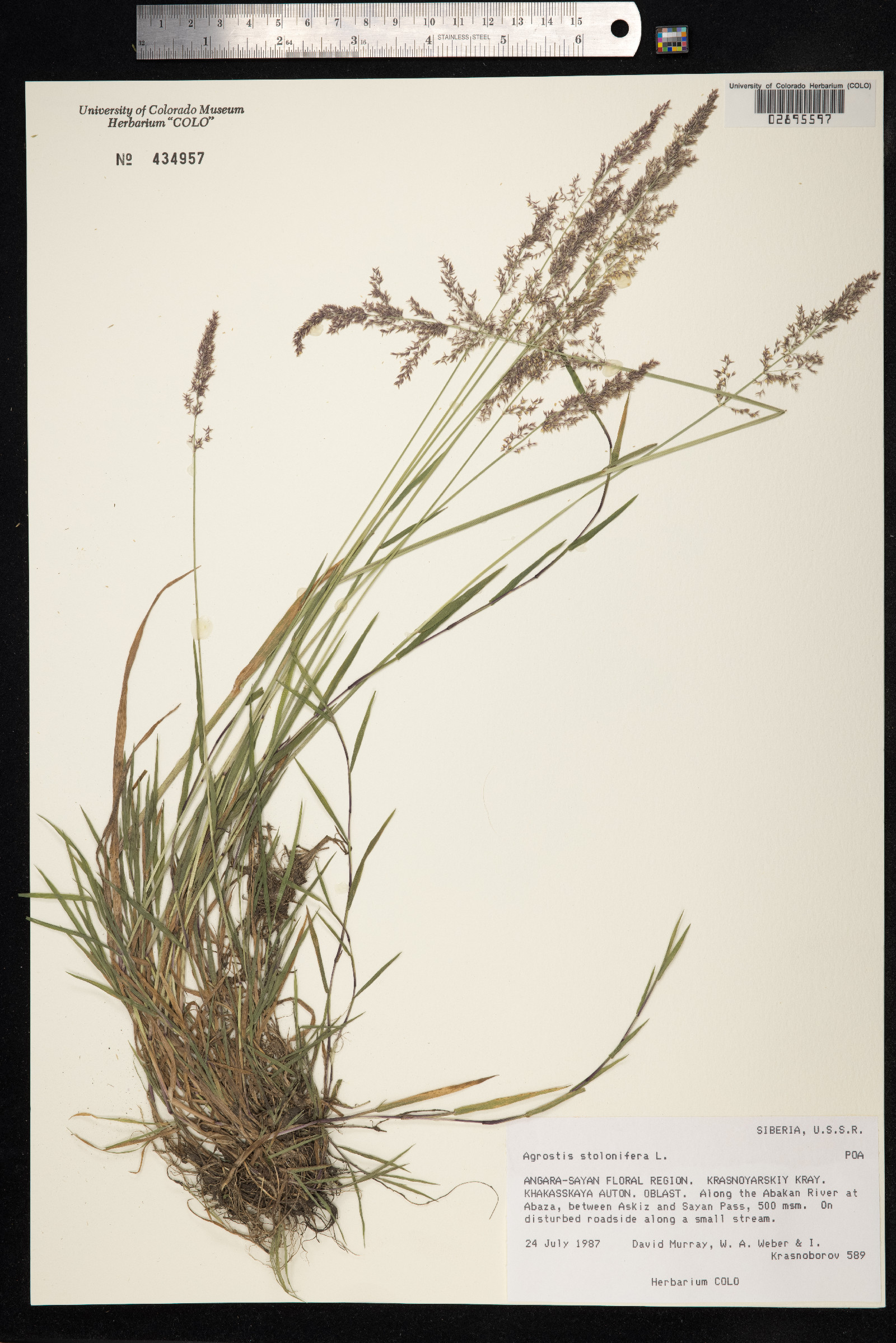 Agrostis stolonifera image