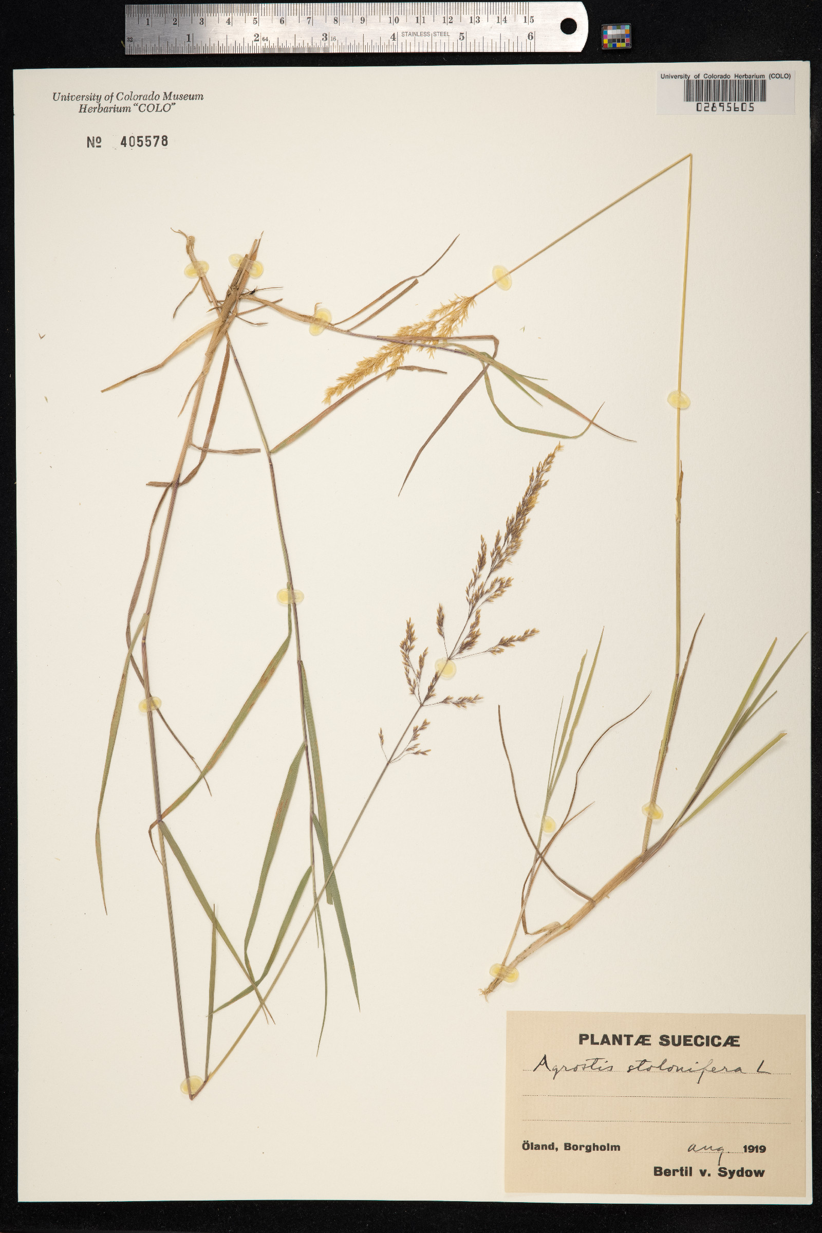 Agrostis stolonifera image