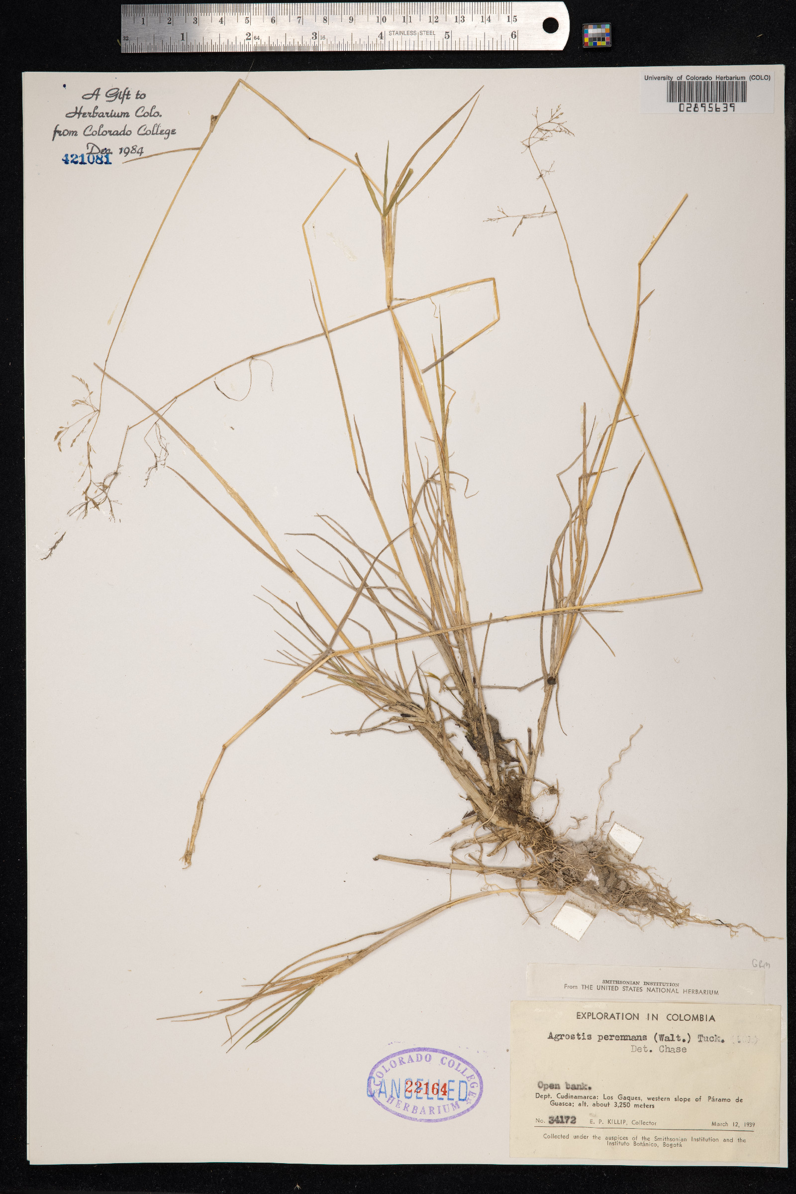 Agrostis perennans image