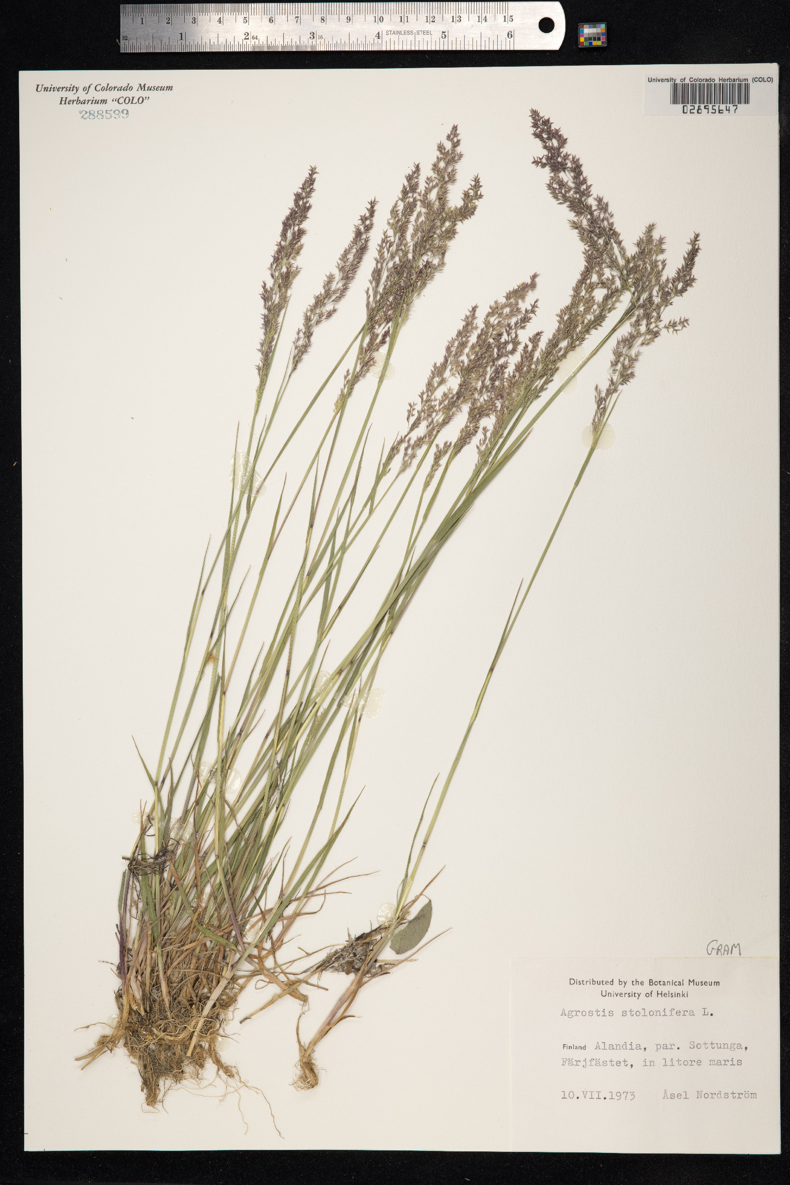 Agrostis stolonifera image