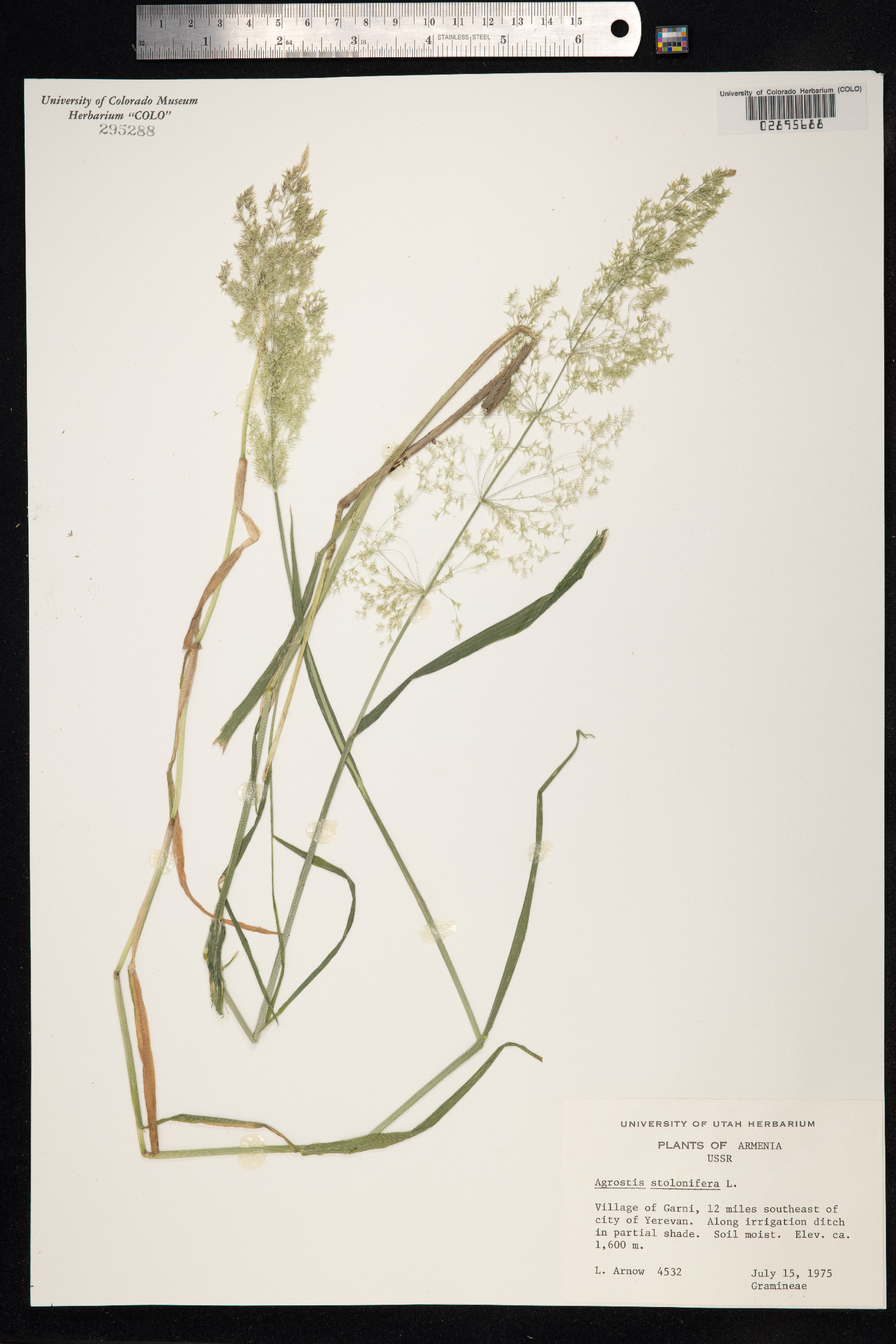 Agrostis stolonifera image
