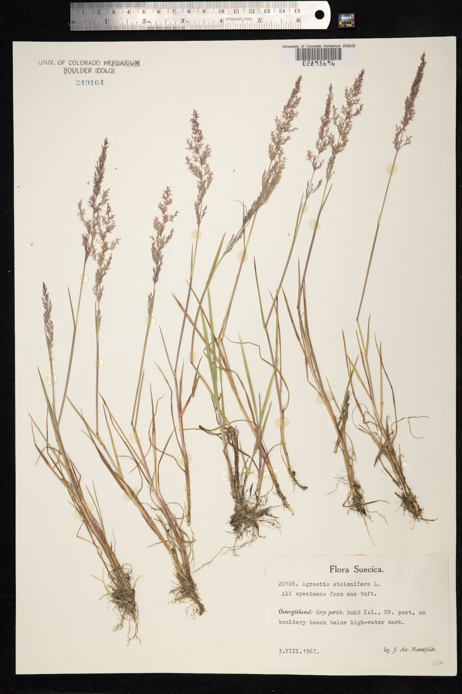Agrostis stolonifera image