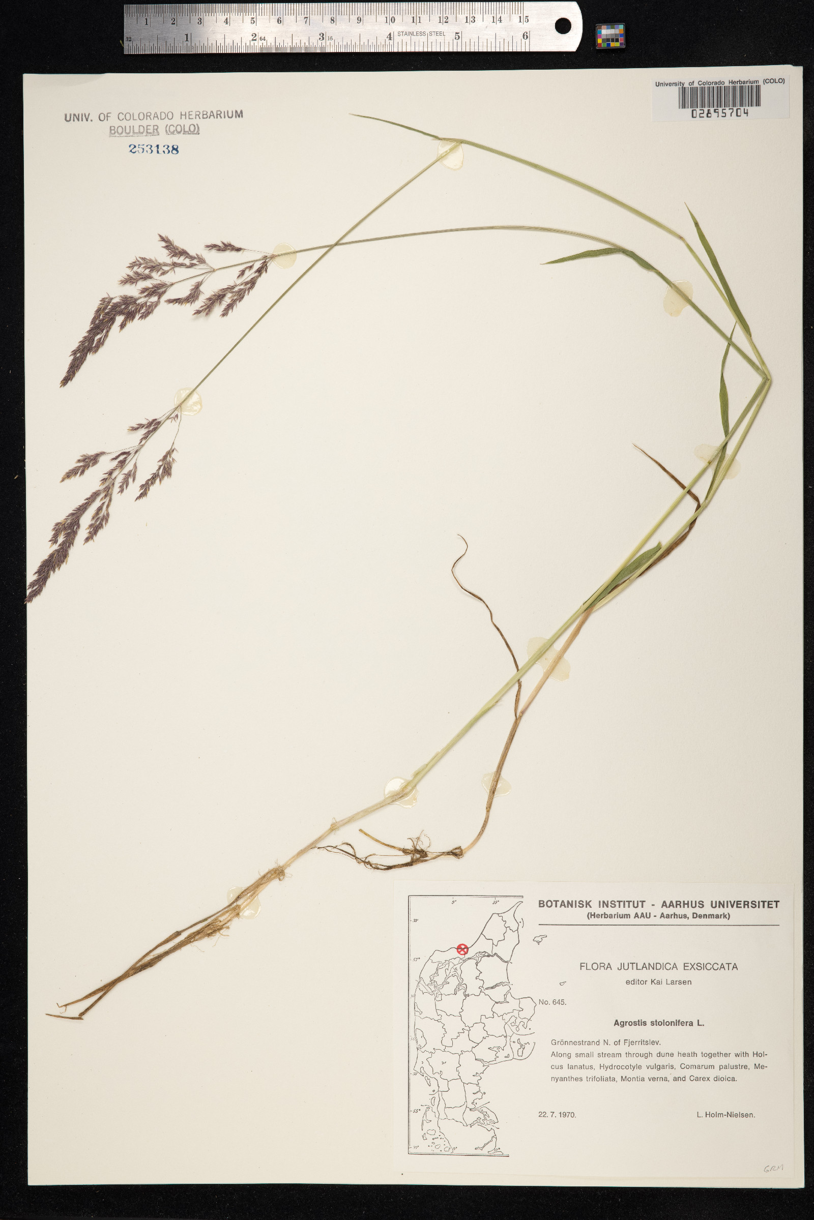 Agrostis image