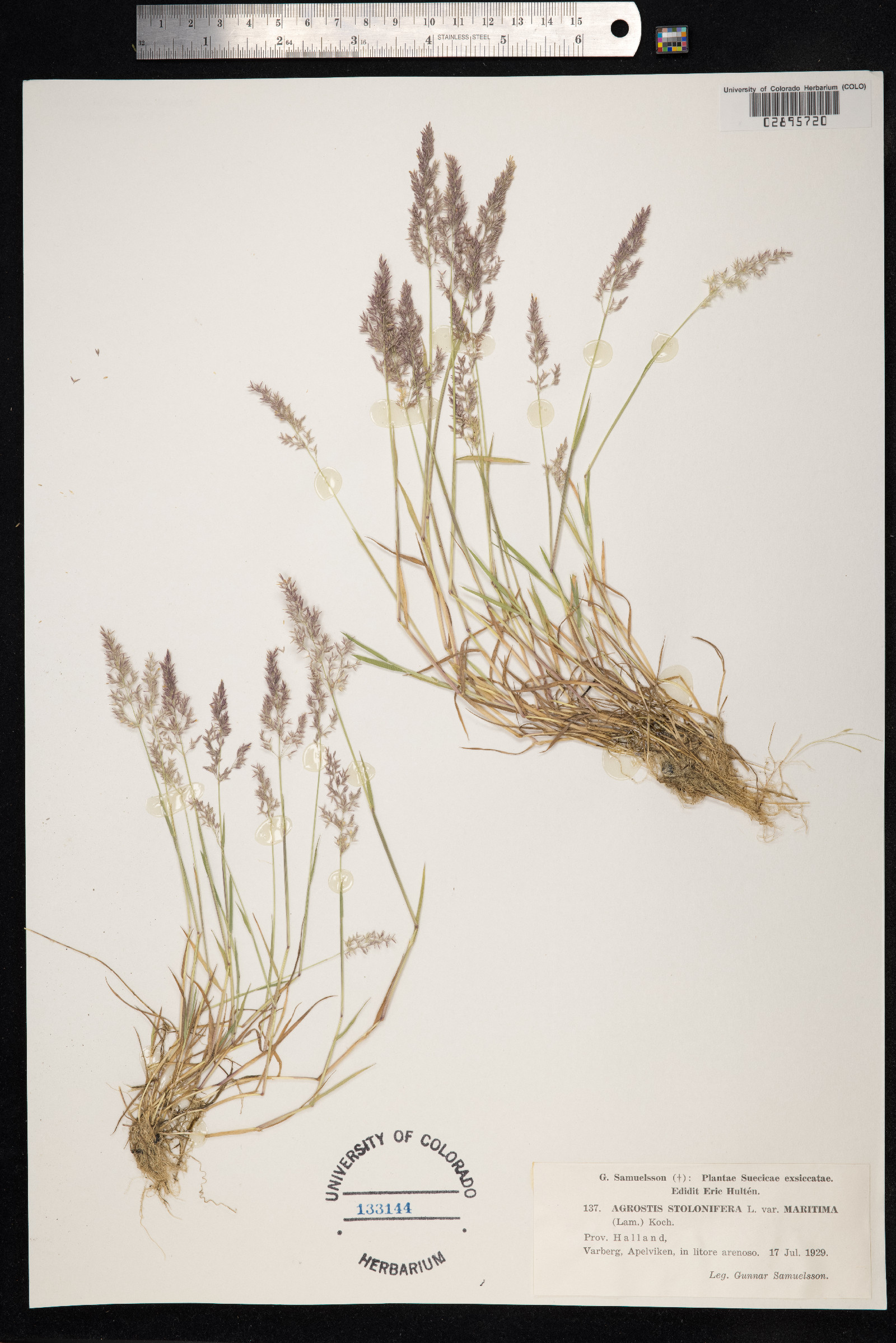 Agrostis stolonifera image