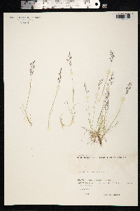 Agrostis mertensii image