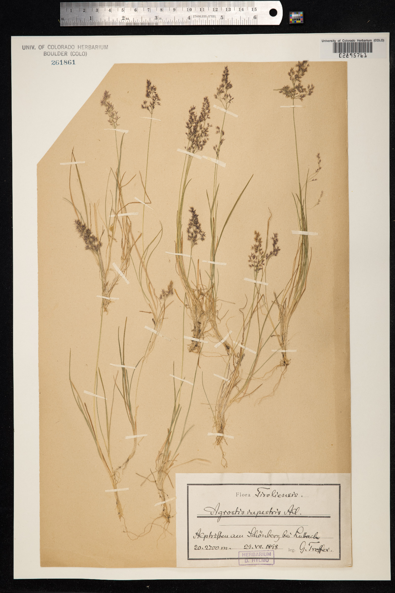 Agrostis mertensii image
