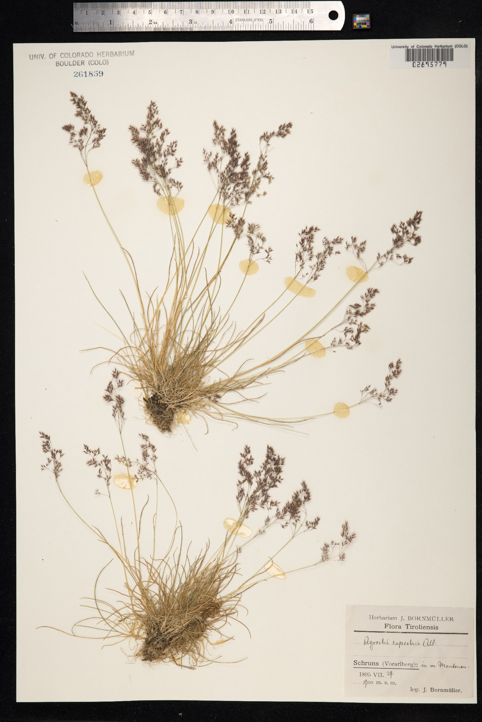 Agrostis mertensii image