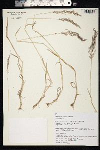 Agrostis stolonifera image