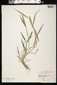 Agrostis stolonifera image