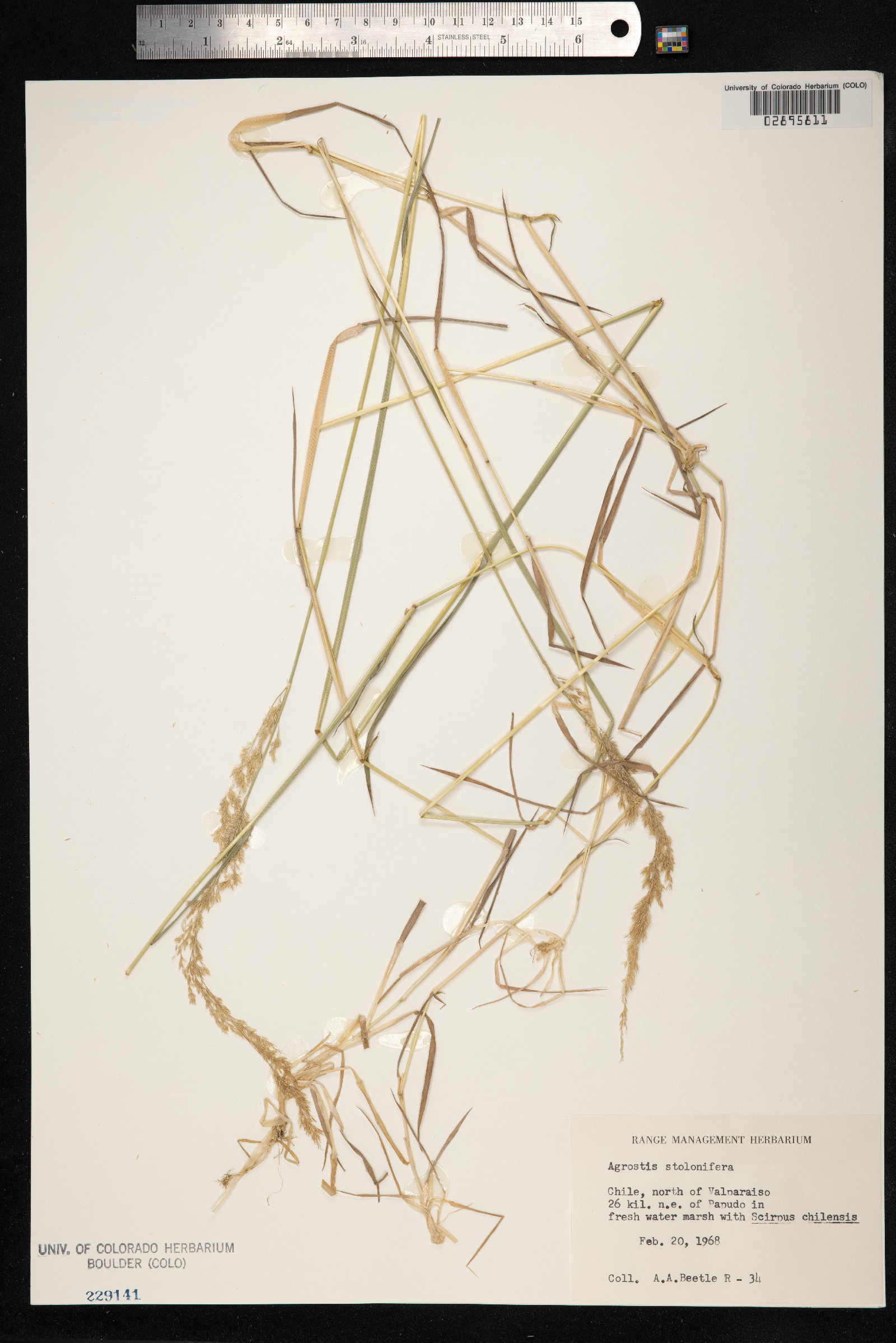 Agrostis stolonifera image