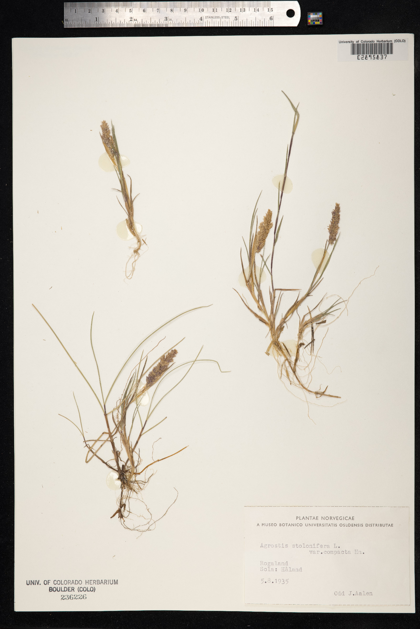 Agrostis image