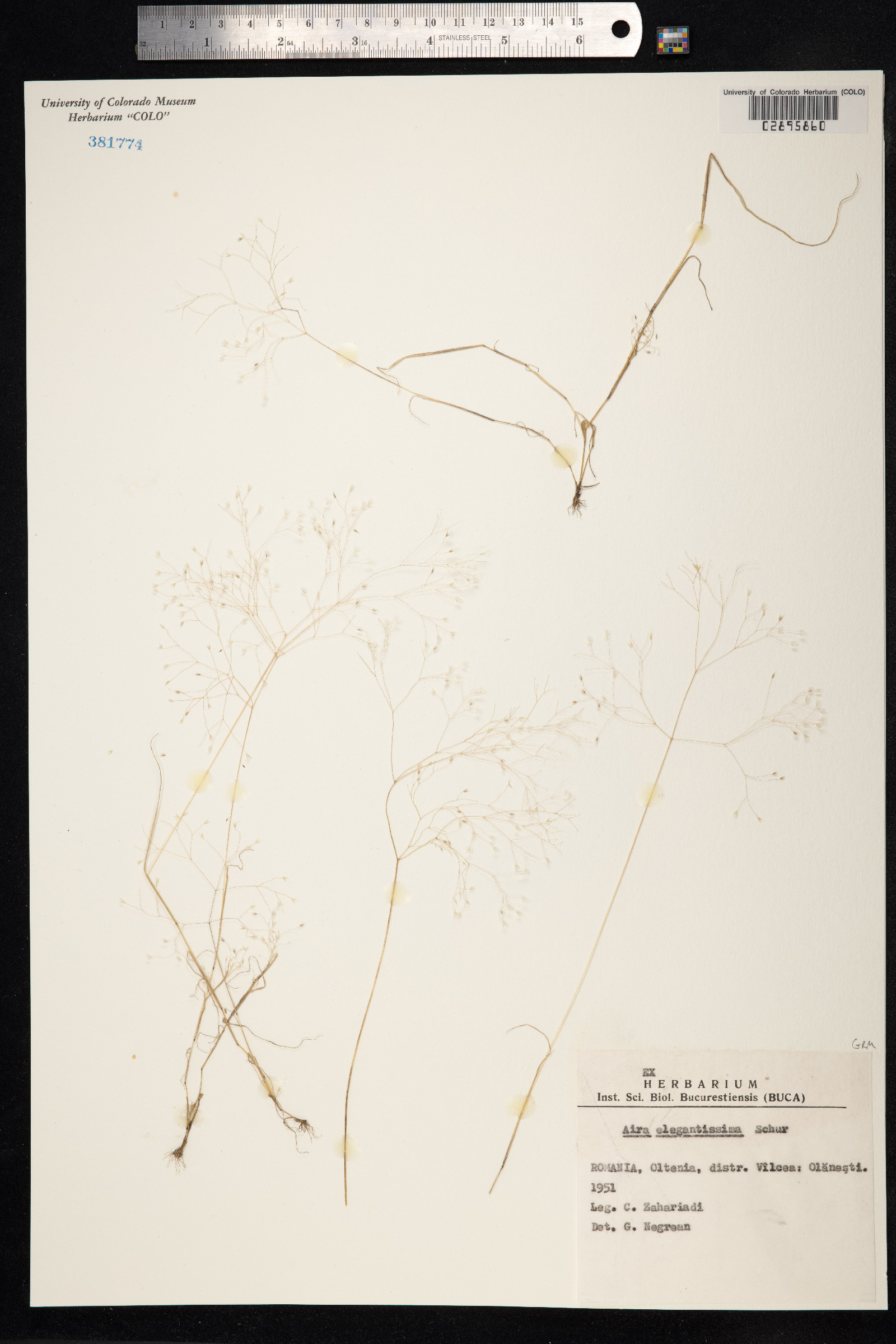Aira elegantissima image