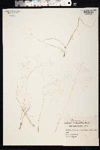 Aira elegantissima image