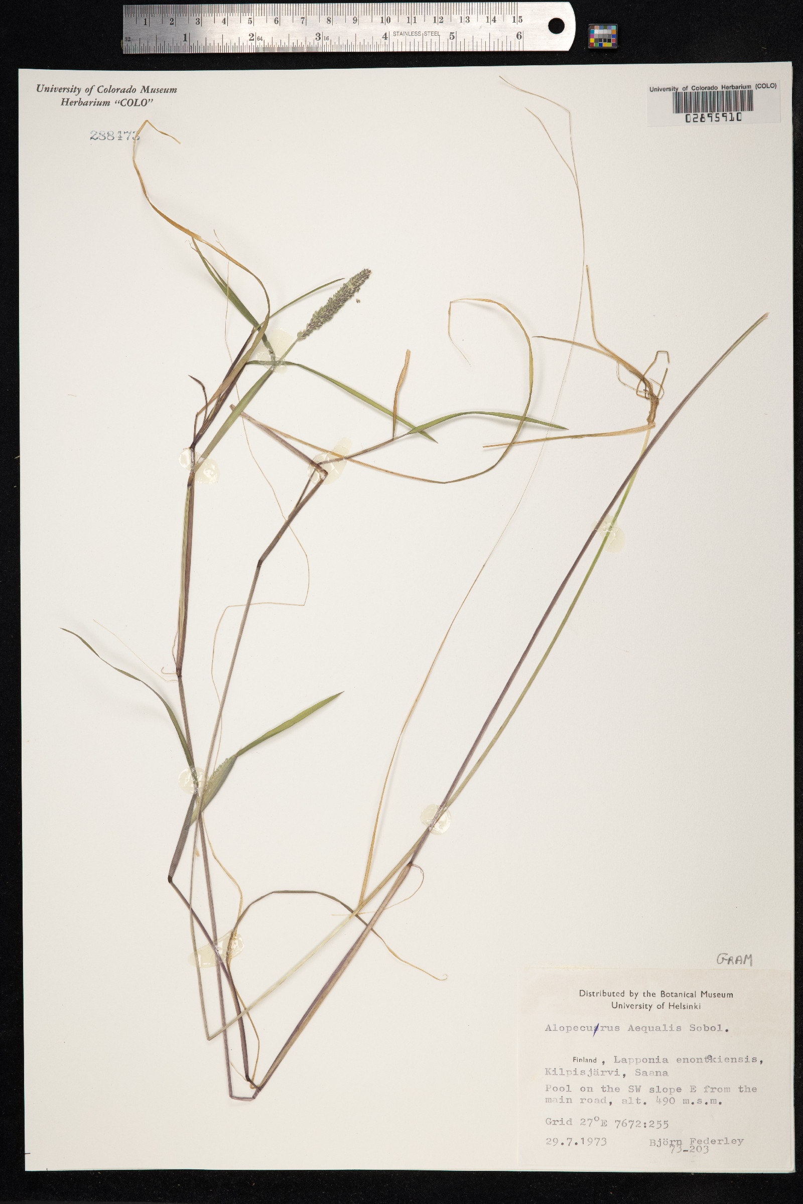 Alopecurus aequalis image