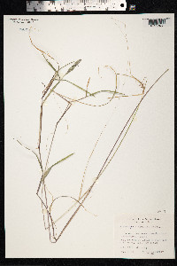Alopecurus aequalis image