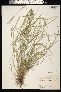 Alopecurus aequalis image