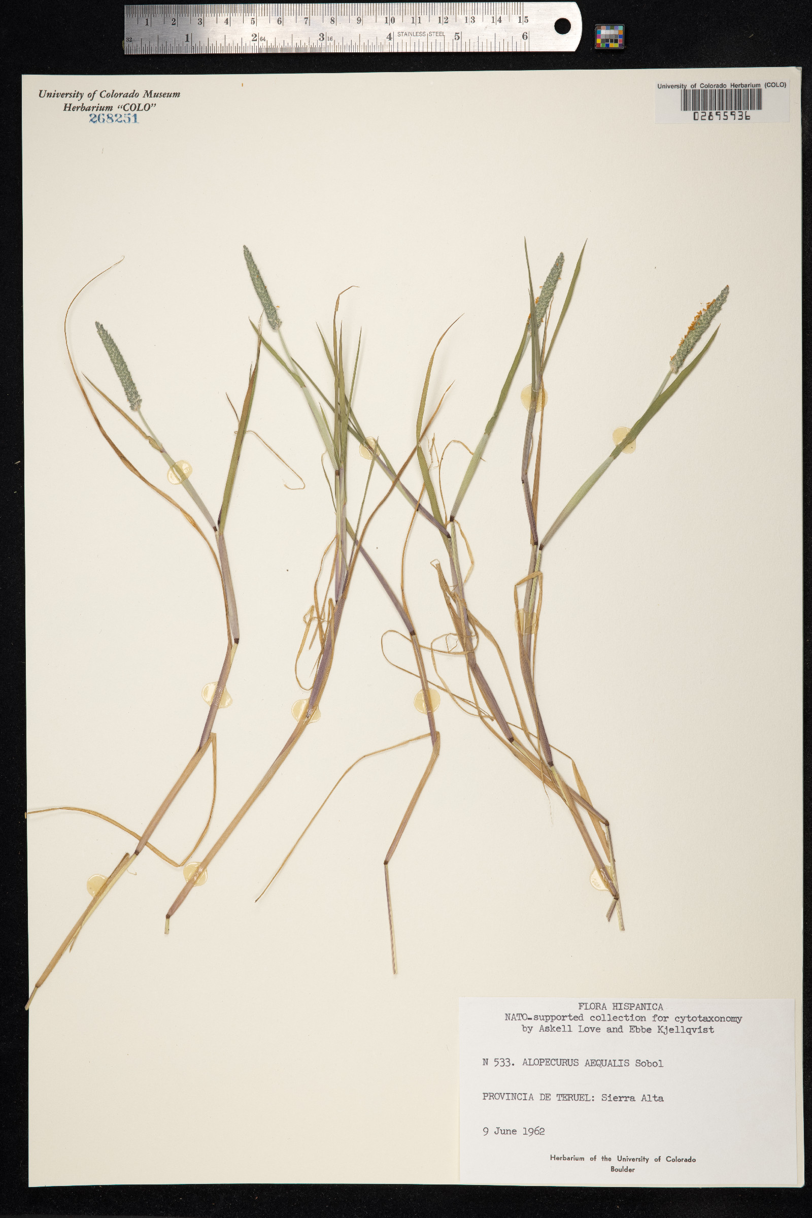 Alopecurus aequalis image